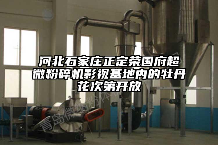 河北石家庄正定荣国府超微芭乐APP下载无限免费影视基地内的牡丹花次第开放